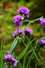 Purple flowers of spiderwort.