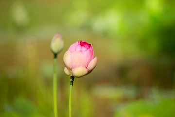 Close up of Lotus flower on green background.