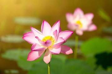 Fototapeta premium Beautiful lotus flower in blooming