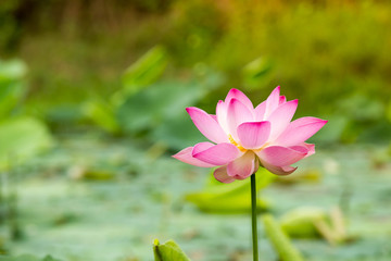 Obraz premium Beautiful lotus flower in blooming
