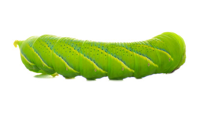 Green worm isolated on white background