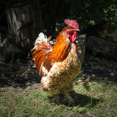 Rooster walking in the yard. Poultry in the village.