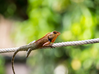 Lizard on rope