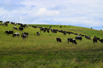 Cow herd grazing in the meadow in the village.