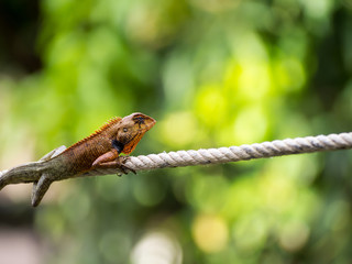 Lizard on rope