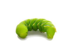 Green worm isolated on white background