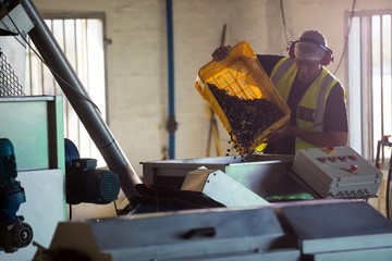 Worker putting harvested olive in machine