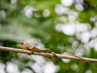 Lizard on rope