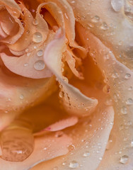 Obraz premium salmon rose with drops close up