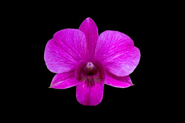 orchids flower isolated on black background, die cut with path.