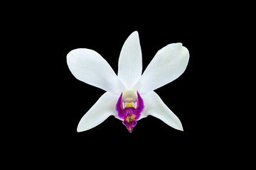 orchids flower isolated on black background, die cut with path.
