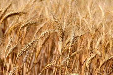 Beautiful wheat field in Tuscany near Siena. Italy.