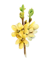 Watercolor forsythia blooming twig - 163346820