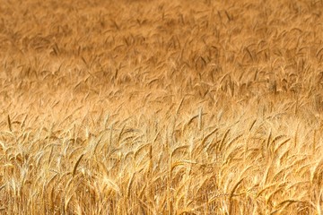 Beautiful wheat field in Tuscany near Siena. Italy.