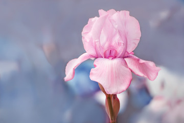 Lovely gentle pink iris flower in the garden. Gentle soft blue background. Soft focus. Lots of free space.  