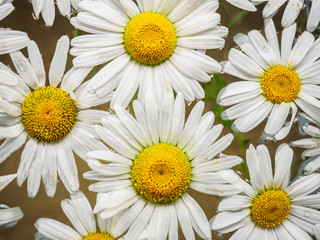 Fototapeta premium Field of daisies floating in the water. Chamomile, top view with small depth of field. Flowers with white petals and yellow pistils photographed closeup with soft focus on nature blurred background