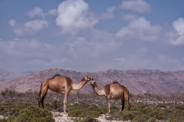 Two camels in the wild on the background of mountains and dry meager plants.  Desert dry terrain on a sunny morning.
