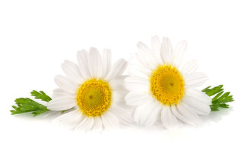 two chamomile or daisies with leaves isolated on white background - obrazy, fototapety, plakaty