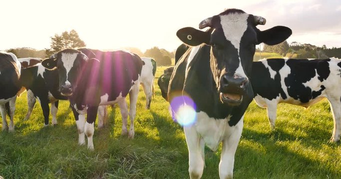 Dairy cattle milk cow farming of Holstein Friesians