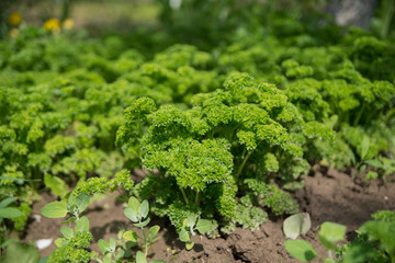 Petroselinum crispum - Fresh curly parsley on the ground close-up in garden.