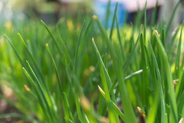 close-up of the onion plantation