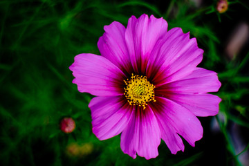 Obraz premium Close up pink cosmos flower