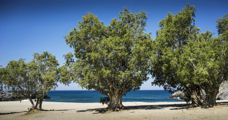 Fototapeta na wymiar Solitary beach with tamarisk trees in the south coast of Creta