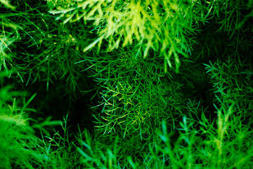Fototapeta na wymiar Texture, abstract background of green plant