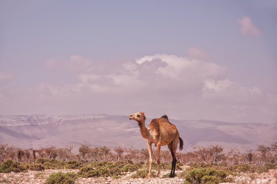 A camel against the backdrop of mountains in a viper. Sultry sunny day. Yemen.
