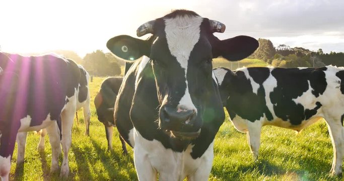 Cows in farm field