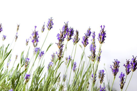 Fresh lavender flowers on white