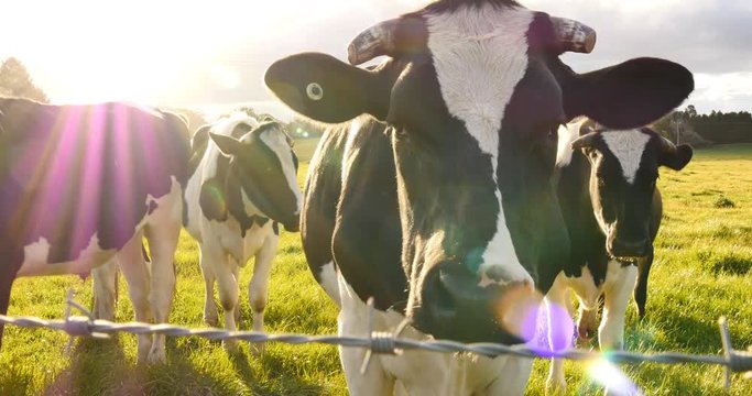 Dairy cattle milk cow farming of Holstein Friesians