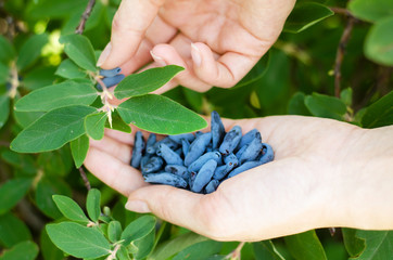 Berry in hand. Harvesting of honeysuckle berry in the garden.