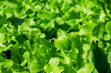 Lettuce leaves in the garden.