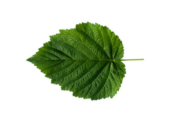 Raspberry leaf isolated. Green leaf isolated.