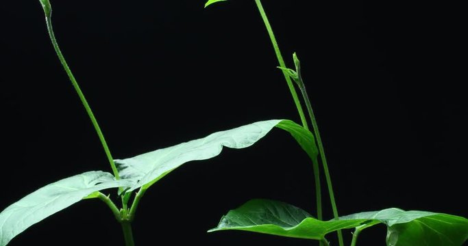 Plant growing time lapse Runner Beans (Phaseolus coccineus)