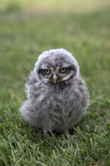 Young Little owl (Athene noctua) in grass