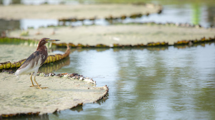 Javan Pond Heron bird standing on the big lotus leaf in lake or pond.