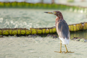 Javan Pond Heron bird standing on the big lotus leaf in lake or pond.