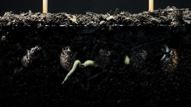 Runner bean (Phaseolus coccineus) plant seed growing underground hypogeal germination time lapse. 