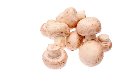 White mushrooms champignons isolated on a white background
