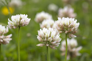 White clover (Trifolium repens); flowers