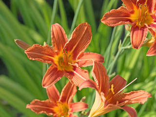 Taglilien, Hemerocallis © M. Schuppich