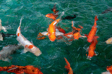 Fancy Carp or Crap or Koi fish orange or gold color, swimming in the pond that water wave.