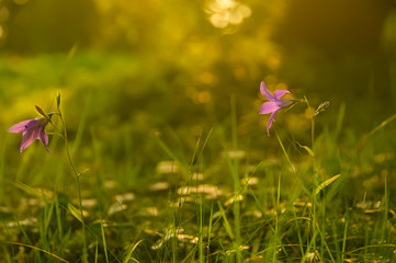Gentle flowers bells on a forest glade early in the morning.
