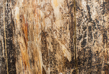 Wood texture of dried tree.