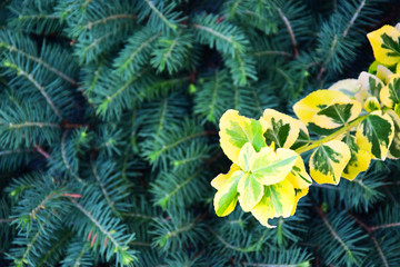 Several varieties