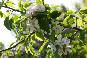 Blossoming apple bush. Horizontal orientation