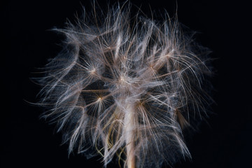 dandelion fluffy closeup black background