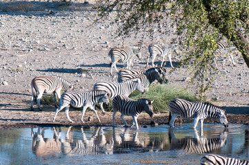 Fototapeta na wymiar Zebras and antelopes at the watering hole